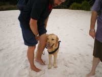 Lenny trialing a water harness with Adam at Hyams Beach
