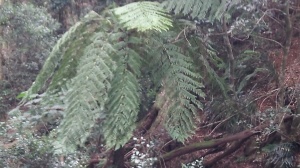 Another view of a fern tree from the top. 